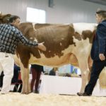 La Grande Championne suprême, Greenlea A Care Red ETS.
Source: The Bullvine