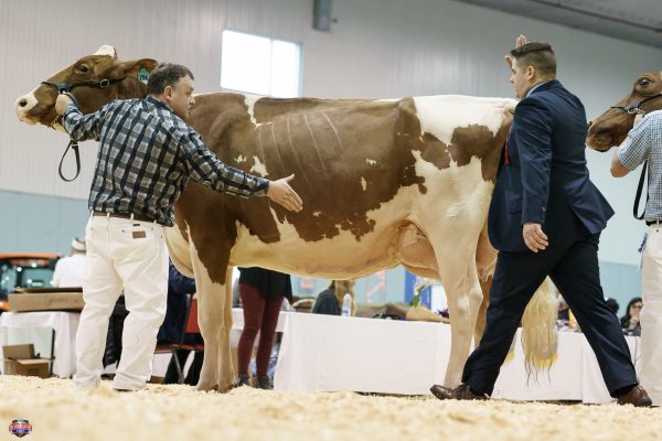 La Grande Championne suprême, Greenlea A Care Red ETS.
Source: The Bullvine