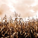 Une récolte qui traîne de l’arrière