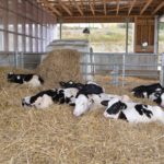 Jeunes veaux de la ferme Counard. PHOTO: MARIE-JOSÉE PARENT