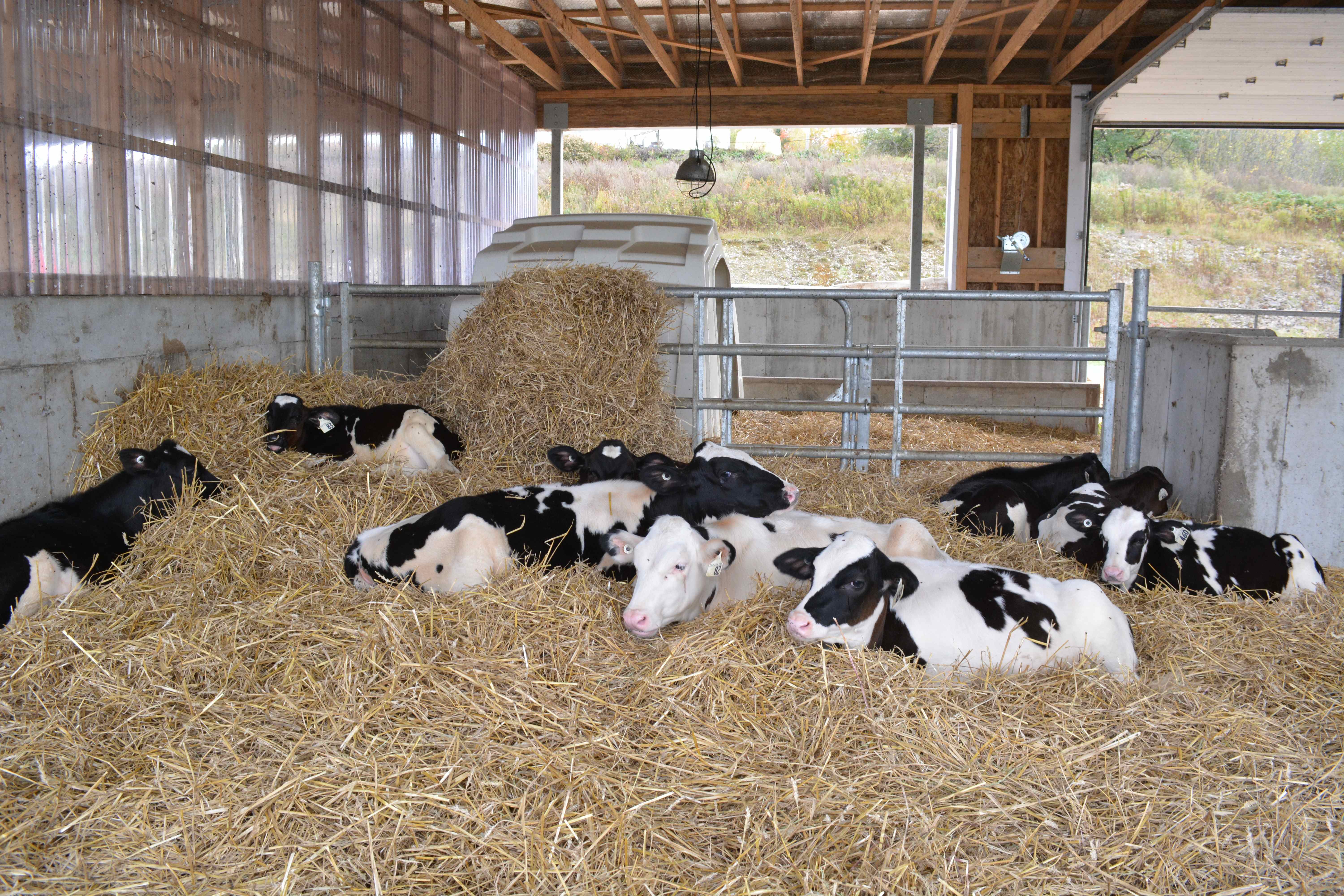 Jeunes veaux de la ferme Counard. PHOTO: MARIE-JOSÉE PARENT
