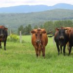 Crédit photo : Mario Duchesne