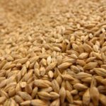 Marché des grains: Semaine mouvementée