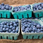 Un espoir pour le prix des bleuets sauvages