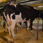 La vache bien équilibrée