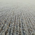 Le blé d’hiver américain en piteux état