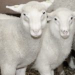 La Financière agricole verse une seconde compensation aux producteurs d’agneaux