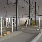 De plus en plus de fermes laitières québécoises s'équipent avec des robots de traite. PHOTO: MARIE-JOSÉE PARENT