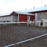 Génisses laitières en grands parcs extérieurs