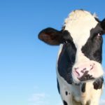 58% d’émissions en moins pour les vaches!