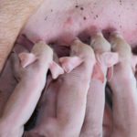 Comment réduire la mortalité présevrage des porcelets?