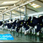 Almarai est la plus importante entreprise laitière en Arabie Saoudite. Elle posséde des milliers de vaches en production.