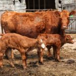 Jumeaux de race Limousin.