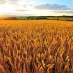 La récolte d’une décennie dans le blé d’automne