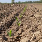 Semis de maïs : Les conseils de base toujours de mise