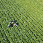 Semer plus de soya en 2018?
