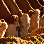 Des nouveaux suppléments pour produire plus de bœuf et moins de méthane