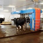 Robots de traite et génétique des vaches