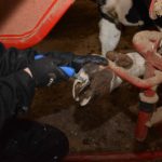 Vétérinaires et pareurs d’onglons doivent travailler ensemble pour réduire les boiteries