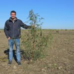 L'agronome, Alexandre Tessier montrant un plant d'amarante tuberculée