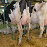 La traite incomplète en début de lactation a fait ses preuves