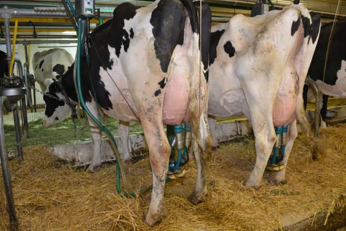 La traite incomplète en début de lactation a fait ses preuves