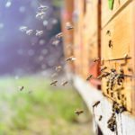 Close up of flying bees. Wooden beehive and bees.