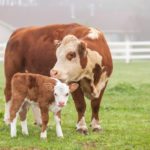 Quel est le meilleur moment pour faire vêler ses vaches?