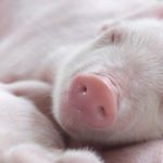 Mesurer l’épaisseur du gras dorsal pour évaluer la production laitière