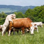 Les questions les plus fréquentes concernant la synchronisation