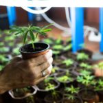 Cannabis à domicile : une occasion pour les producteurs en serre?