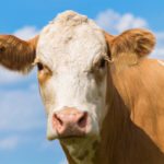 L’amortissement, ça touche aussi les vaches!