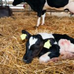 Les bovins laitiers sont plus susceptibles de souffrir de métrite, mais ils sont aussi plus souvent examinés.