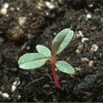 Plantule au stade 2 feuilles
Source: Peter Smith, U. de Guelph, CRAAQ