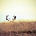 À l’affût du buck à 42 pointes