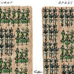 Le lucratif cannabis