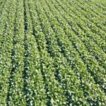 Monsanto et Corteva Agriscience élargissent l’entente de licence concernant la technologie Roundup Ready 2 Xtend
