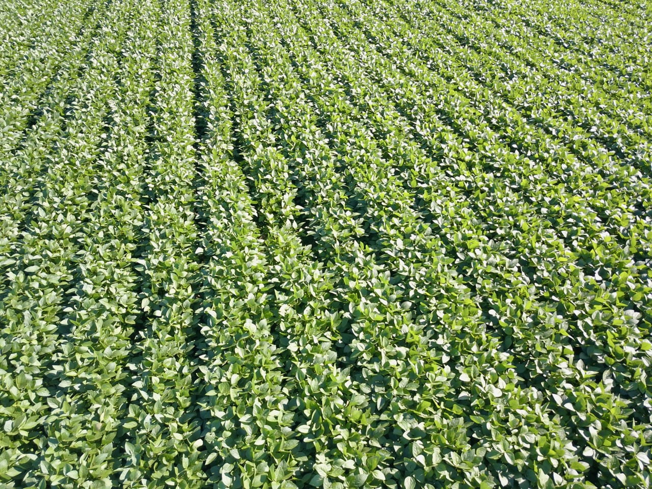 Monsanto et Corteva Agriscience élargissent l’entente de licence concernant la technologie Roundup Ready 2 Xtend