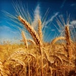 Le meilleur rendement de blé à 122 boisseaux l’acre