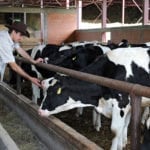 En été, les vaches aiment se regrouper