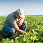 Marché des grains: Le soya glisse en réponse aux tarifs
