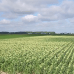 Une lutte aux ravageurs par les drones