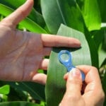  Maïs d’ensilage: comment savoir si l’application d’un fongicide est justifiée?