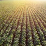 Marché des grains : le soya malmené avec l’entrée en vigueur des tarifs chinois