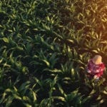 Marché des grains: L’inquiétude pèse sur les cours
