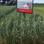Redécouvrir le potentiel du blé