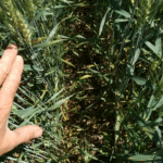 Marché des grains: Le blé toujours robuste