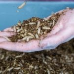 Une nouvelle chaire de recherche sur les insectes