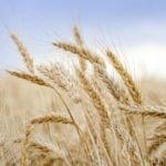 S’il est vrai que le prix du blé a connu une bonne progression, je dirais d’une part qu’il s’agit plutôt d’un retour à un niveau d’équilibre plus juste, surtout pour les producteurs.