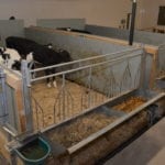 Des parcs à veaux laitiers robotisés